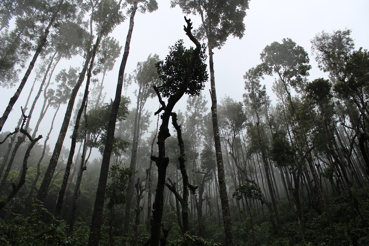 Sustainable Travel Strategies for Exploring Brazil’s Amazon Rainforest